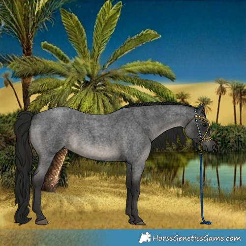 Horse Color:Gray Blue Roan Rabicano 