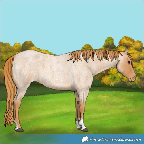 Horse Color:Red Roan Varnish