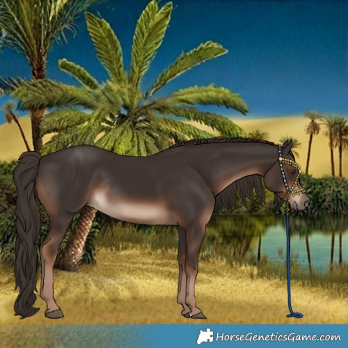 Horse Color:Liver Chestnut Rabicano 