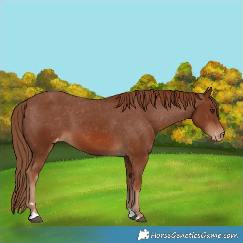 Horse Color:Chestnut Varnish 
