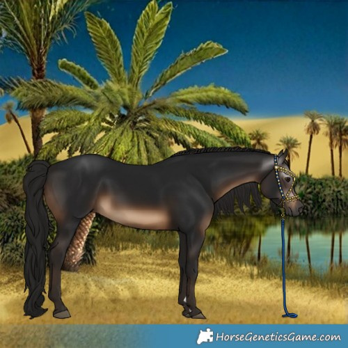 Horse Color:Gray Brown Rabicano