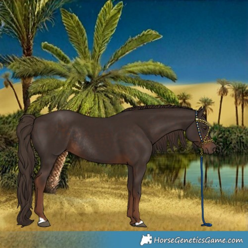 Horse Color:Liver Chestnut Rabicano