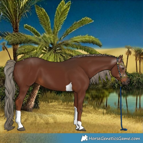 Horse Color:Gray Chestnut Tobiano 