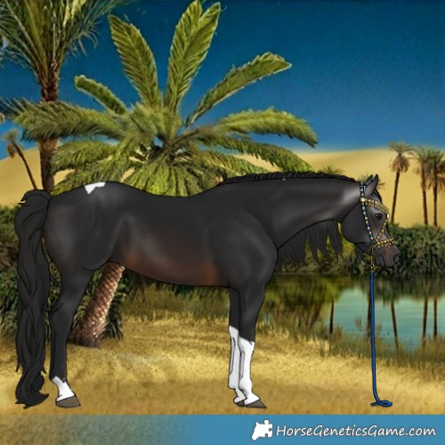 Horse Color:Gray Brown Tobiano