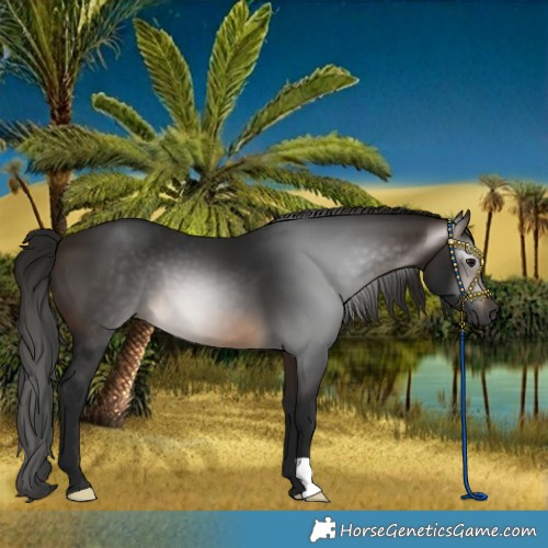 Horse Color:Gray Buckskin 