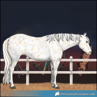 Horse Color:Palomino Near Leopard