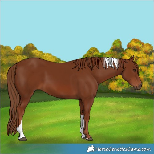 Horse Color:Chestnut Tobiano Rabicano