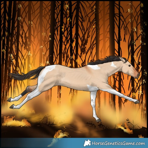 Horse Color:Bay Dun Tobiano 