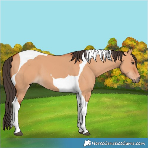 Horse Color:Bay Dun Tobiano
