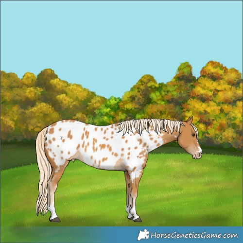 Horse Color:Palomino Near Leopard 