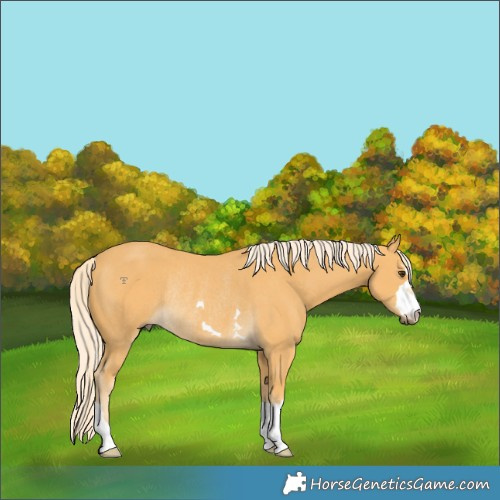 Horse Color:Unknown