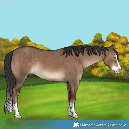 Horse Color:Liver Red Dun Splash Brindle