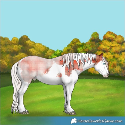 Horse Color:Plaid Silver Brown Sabino Splash Tobiano