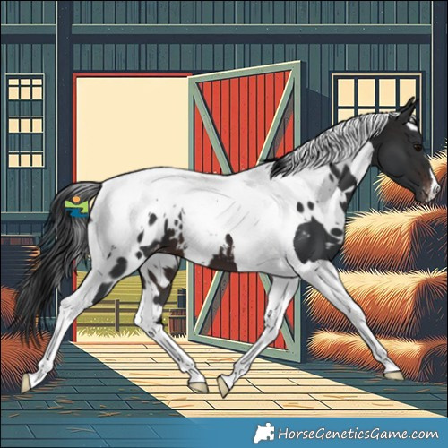 Horse Color:White Spotted Brown Tobiano Appaloosa 