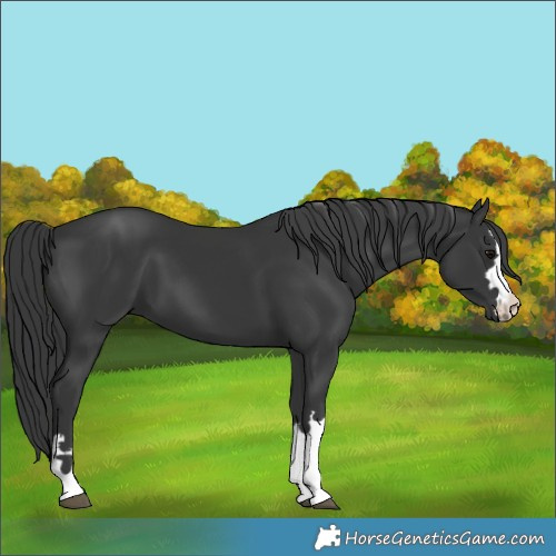 Horse Color:Black 