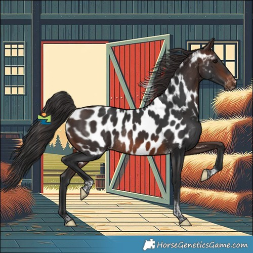 Horse Color:Brown Tobiano Appaloosa Rabicano 