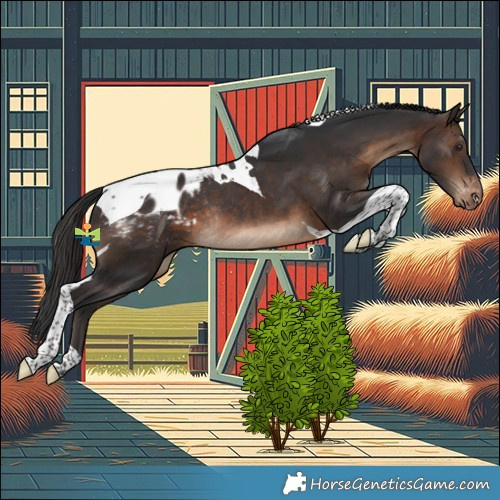 Horse Color:Brown Tobiano Appaloosa Rabicano 