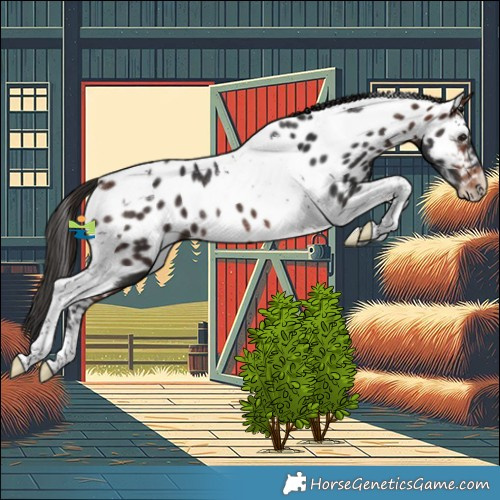 Horse Color:Bay Tobiano Appaloosa Rabicano
