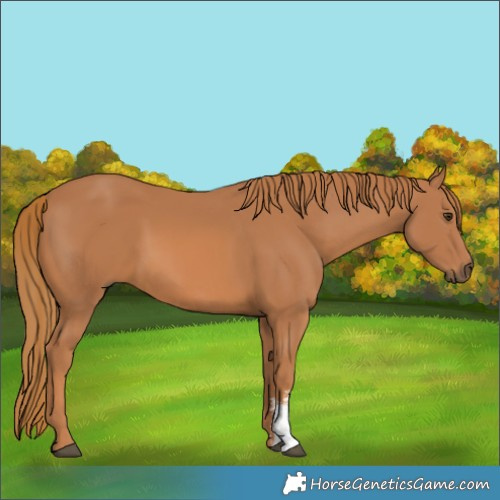 Horse Color:Chestnut Sabino 