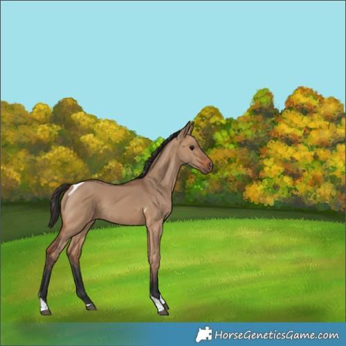 Horse Color:Bay Dun Tobiano Rabicano 