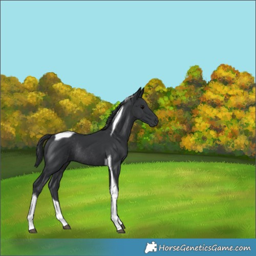 Horse Color:Black Tobiano Rabicano