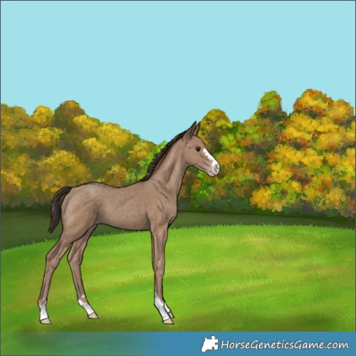 Horse Color:Classic Champagne