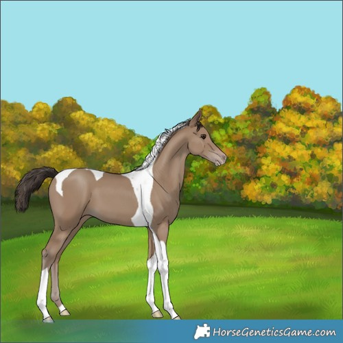 Horse Color:Classic Champagne Tobiano 