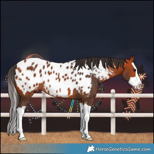 Horse Color:Bay Splash Near Leopard