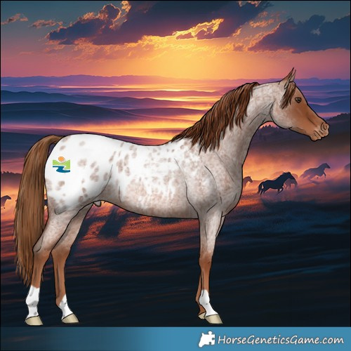 Horse Color:Red Roan Blanket Rabicano