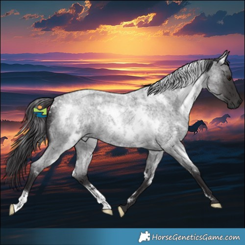 Horse Color:White Spotted Smoky Blue Roan Rabicano 