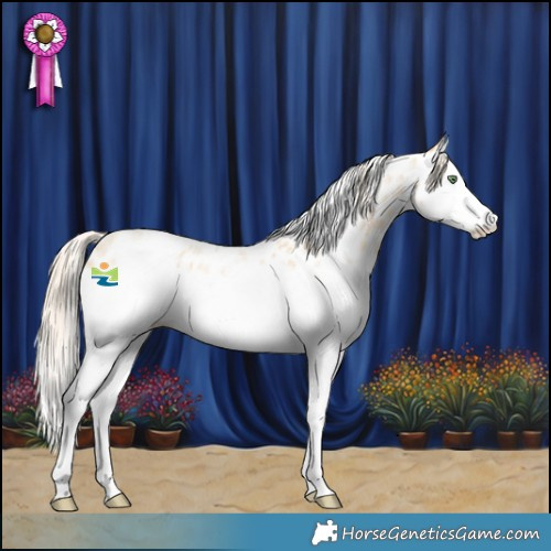Horse Color:Gold Cream Champagne Roan Splash Appaloosa 