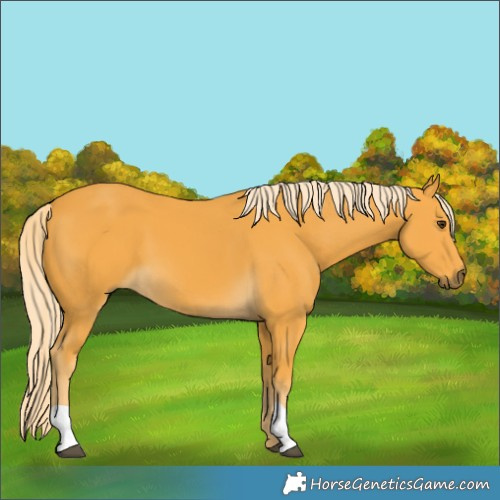 Horse Color:Palomino 