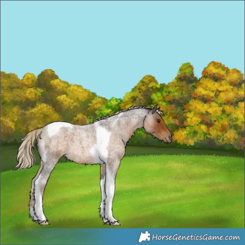 Horse Color:Chocolate Palomino Roan Tobiano 