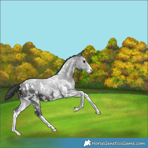 Horse Color:White Spotted Brown
