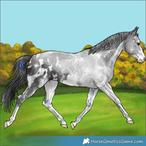 Horse Color:White Spotted Brown 