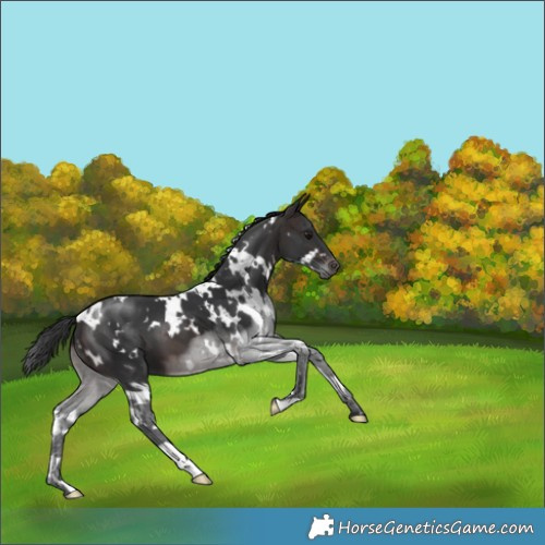 Horse Color:White Spotted Brown 