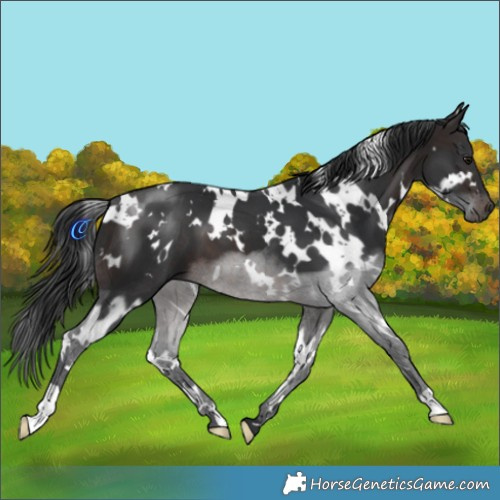Horse Color:White Spotted Brown