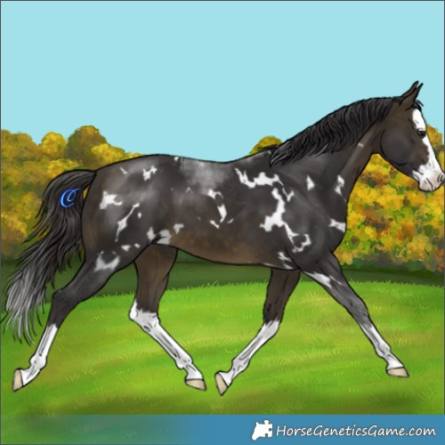 Horse Color:White Spotted Buckskin Splash