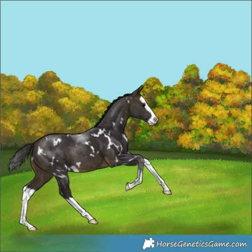 Horse Color:White Spotted Buckskin Splash 