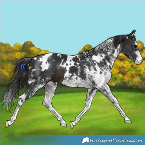 Horse Color:White Spotted Brown