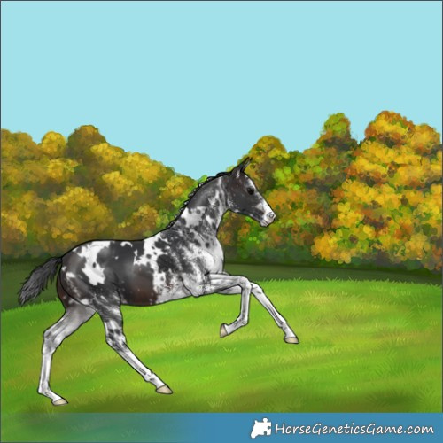 Horse Color:White Spotted Brown