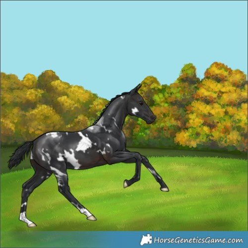 Horse Color:White Spotted Brown 