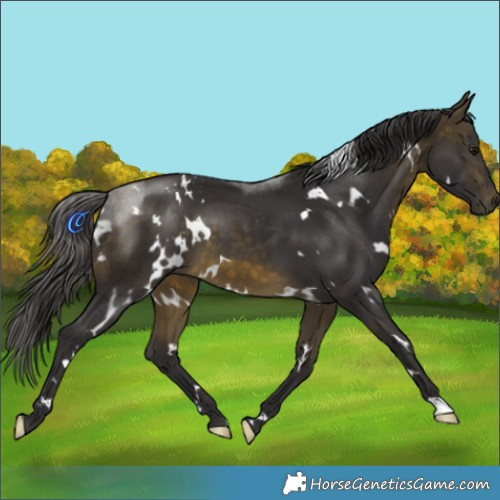 Horse Color:White Spotted Buckskin 