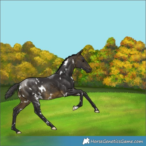 Horse Color:White Spotted Buckskin