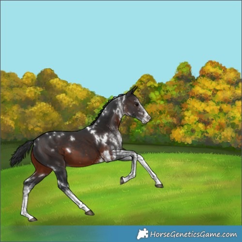 Horse Color:White Spotted Brown 