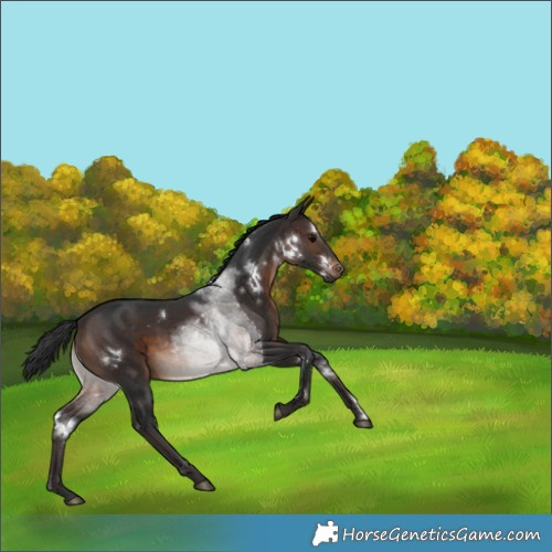 Horse Color:White Spotted Brown