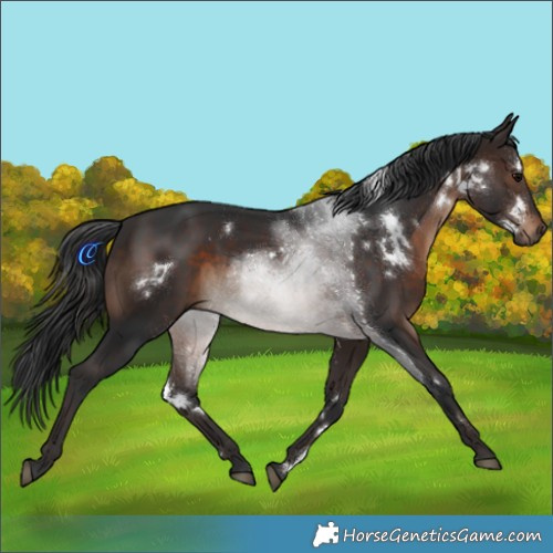 Horse Color:White Spotted Brown 