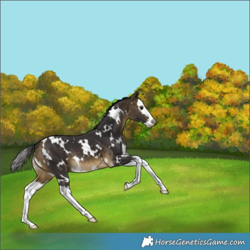 Horse Color:White Spotted Buckskin Splash