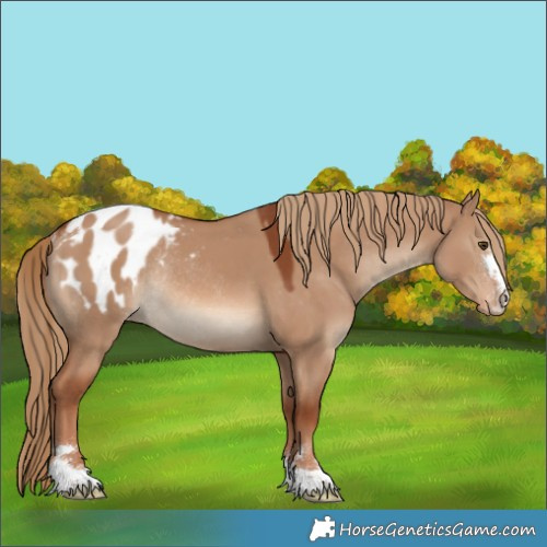Horse Color:Red Dun Blanket Rabicano 