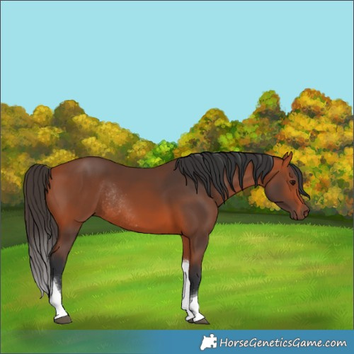 Horse Color:Bay Tobiano Rabicano
